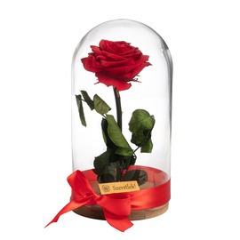 Örökrózsa üvegbúrában - nagy méretű piros örök rózsa
