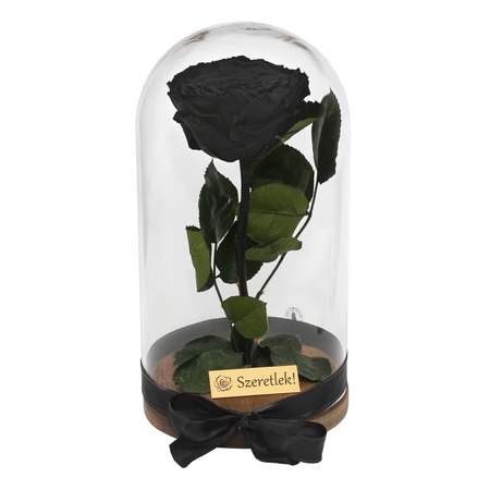 Örökrózsa üvegbúrában - nagy méretű fekete örök rózsa