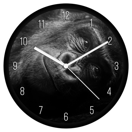 Gorilla bébi falióra Gorilla bébi falióra