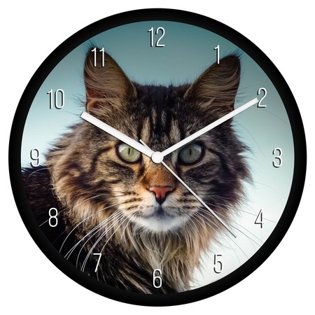 Maine Coon cica falióra Maine Coon cica falióra