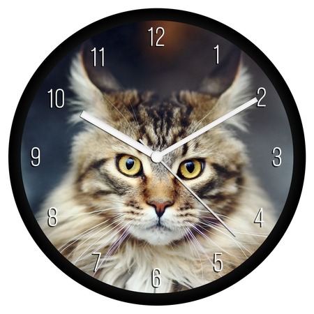 Tarka Maine Coon cica falióra Tarka Maine Coon cica falióra