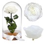 Örökrózsa üvegbúrában - nagy méretű fehér örök rózsa