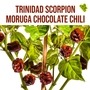Trinidad Scorpion Moruga chocolate chili növényem fa kaspóban